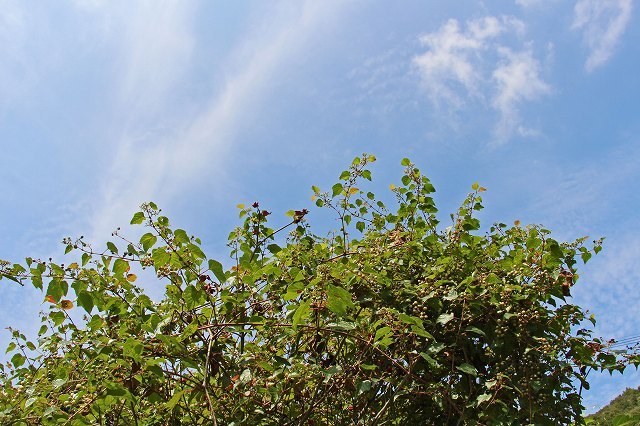 a0242438_16040552.jpg