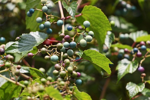a0242438_16055028.jpg