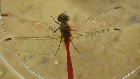 a0166454_16495224.jpg
