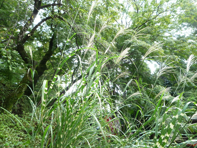 b0197486_10354881.jpg