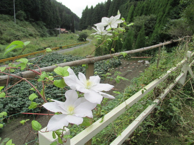 f0341616_16150170.jpg