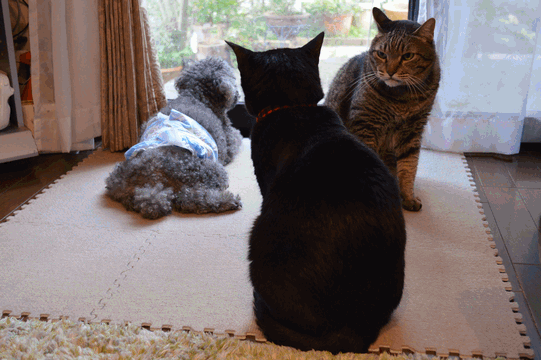 c0136736_10152177.gif