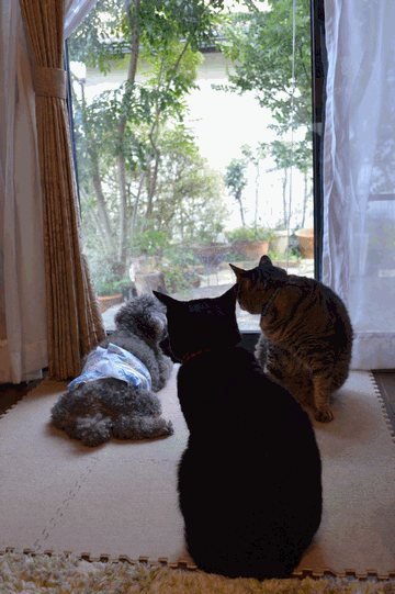 c0136736_10153056.gif