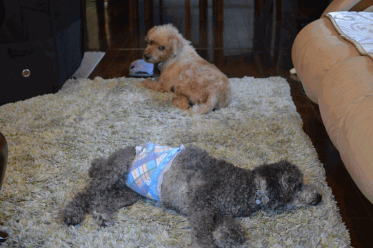 c0136736_10164870.gif