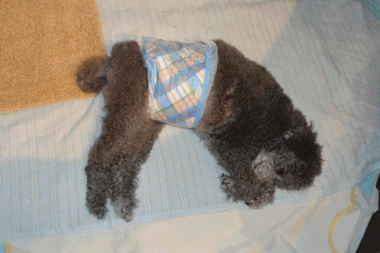 c0136736_1018152.gif