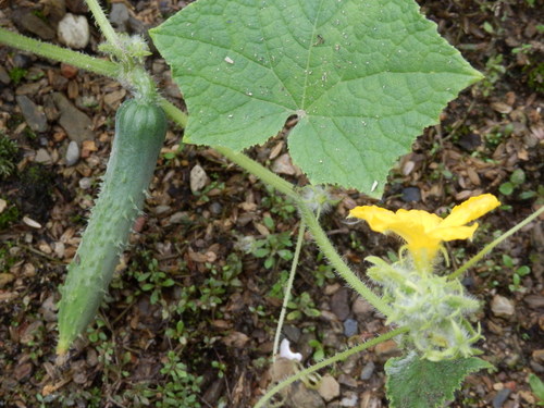 a0279738_16332293.jpg