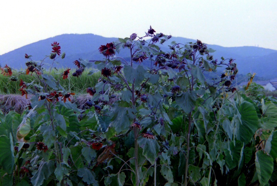 d0089742_23091018.jpg