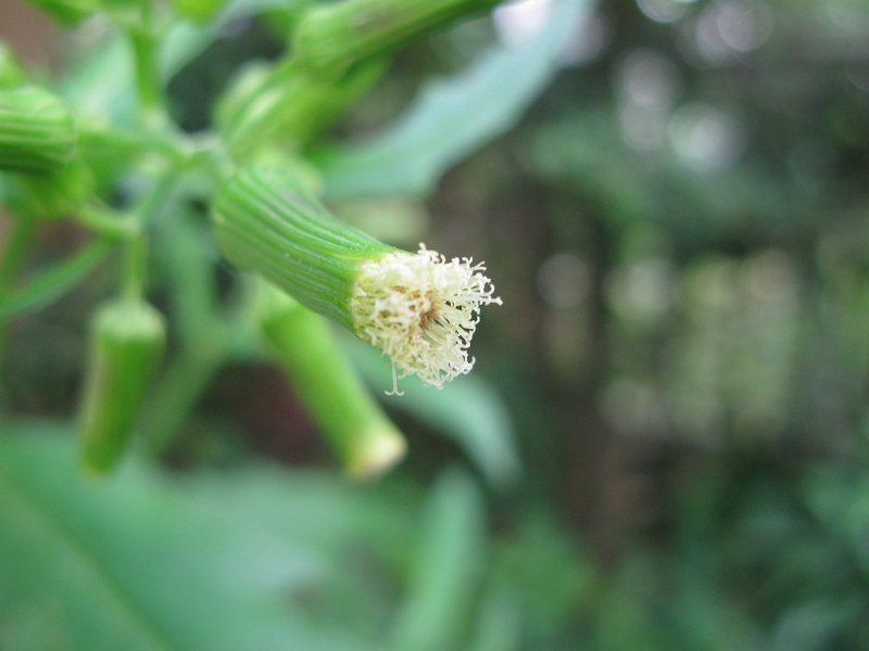 d0333943_54124.jpg