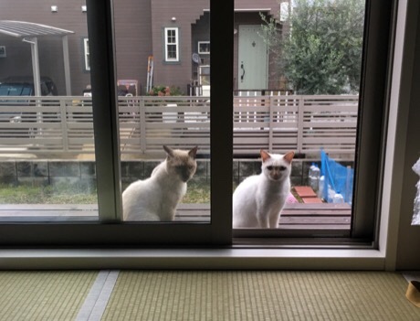 b0035391_22403834.jpeg
