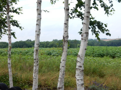 d0200811_08214961.jpg