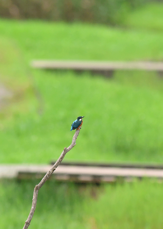 d0290240_14251255.gif