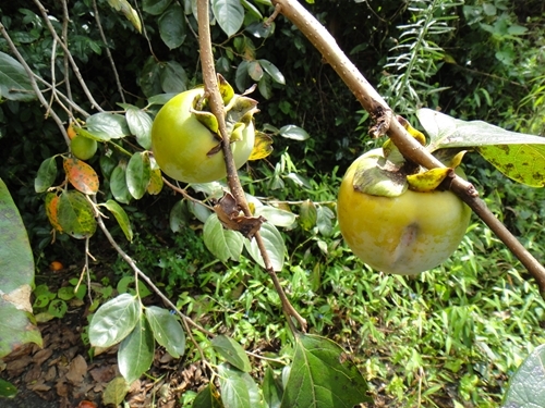 f0372285_22315900.jpg