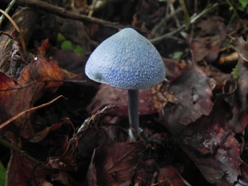 e0352220_23271112.jpg