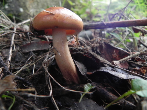 e0352220_23290476.jpg
