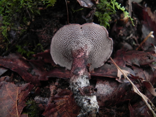 e0352220_23302757.jpg