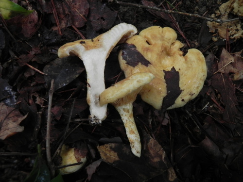 e0352220_23345224.jpg