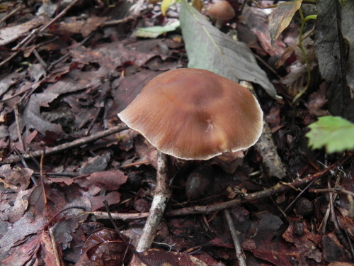 e0352220_23374850.jpg