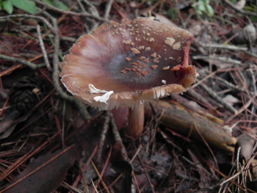 e0352220_23452424.jpg