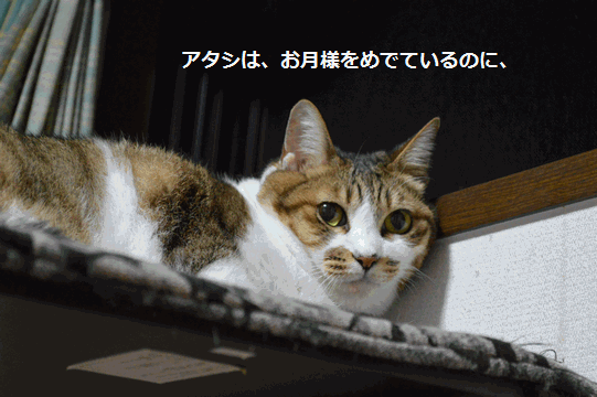 c0136736_22504976.gif
