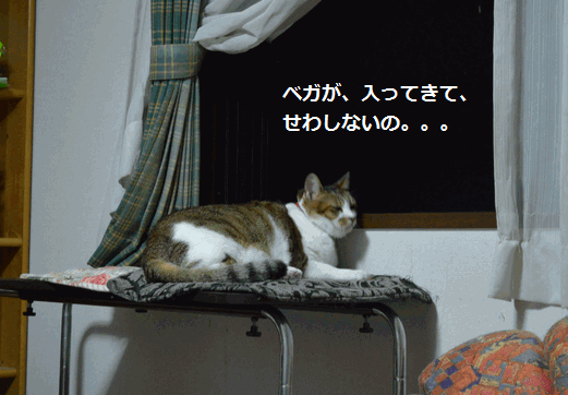 c0136736_22510341.gif