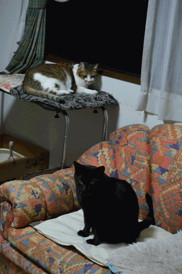 c0136736_22511613.gif