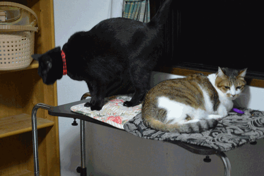 c0136736_22513209.gif