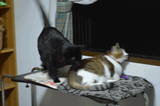 c0136736_22514022.gif