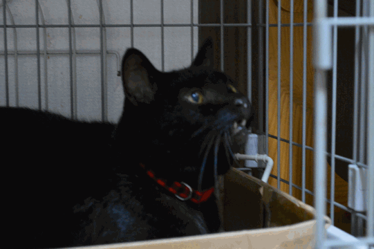 c0136736_22515892.gif