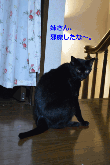 c0136736_22520912.gif