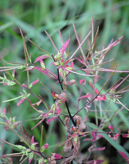 a0001354_20134961.gif