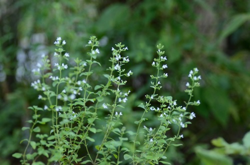c0186463_15262890.jpg