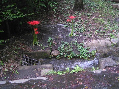 c0112172_072614.jpg
