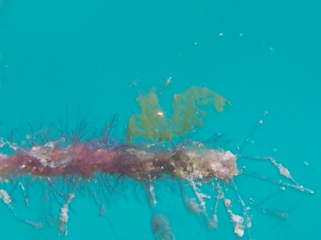 f0200373_21580946.jpg