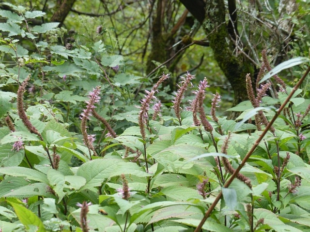 f0357487_21145541.jpg