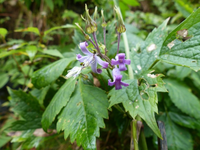 f0357487_2114970.jpg