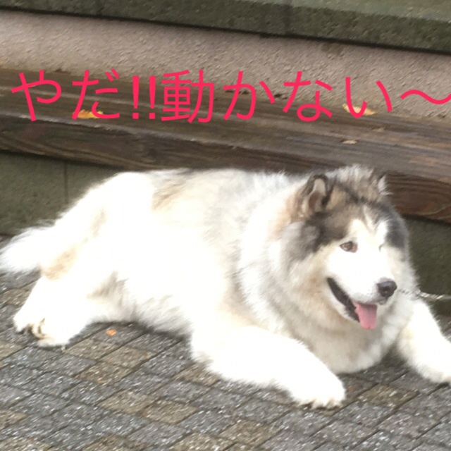 c0123890_19381025.jpg