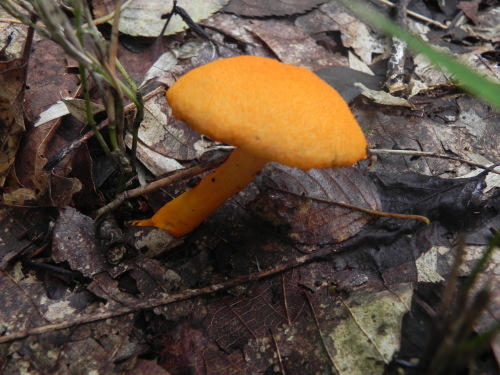 e0352220_00115935.jpg