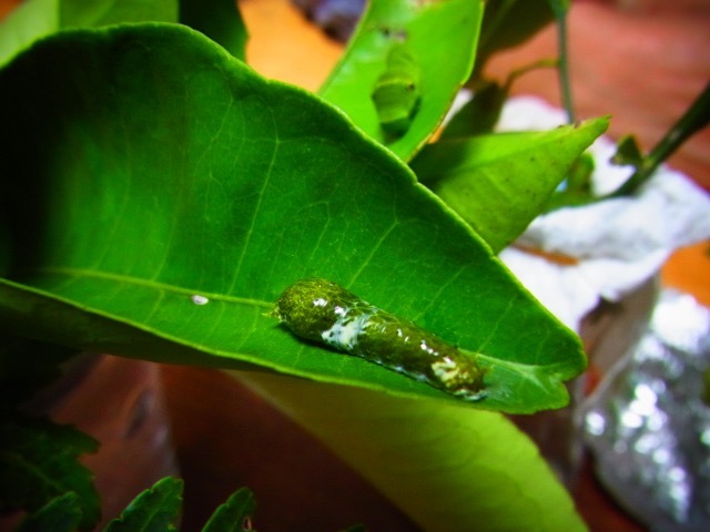 b0238760_09210545.jpg