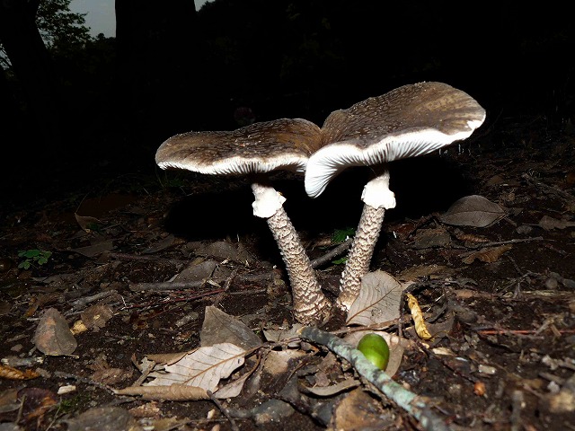 d0019074_8444868.jpg