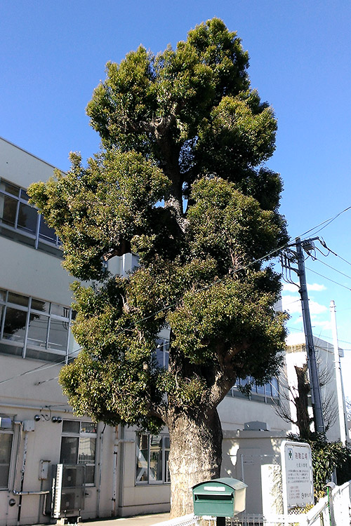c0001491_1943548.jpg