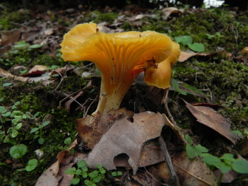 e0352220_22035277.jpg
