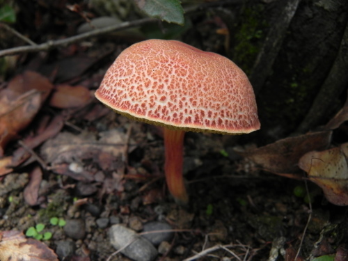 e0352220_22044579.jpg