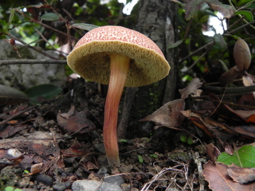 e0352220_22045724.jpg