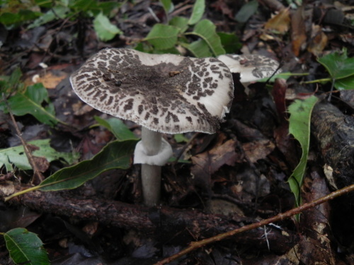 e0352220_23183511.jpg