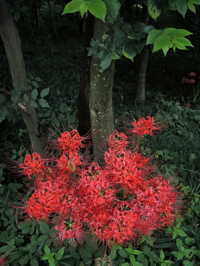 a0044076_16213127.jpg