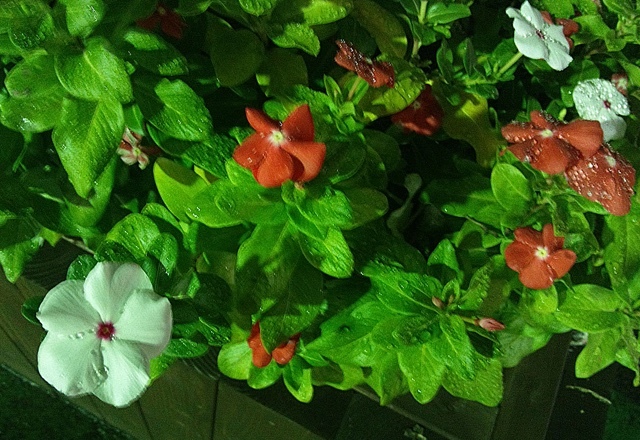 e0077477_15325080.jpg