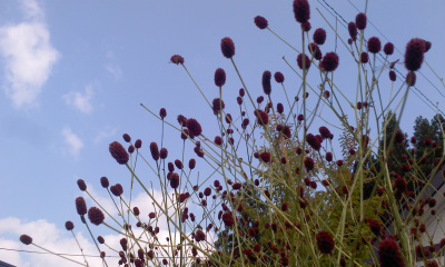c0069380_12131044.jpg