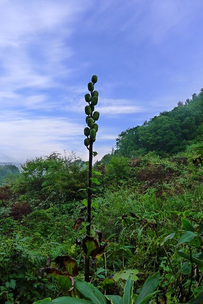 a0130586_864351.jpg