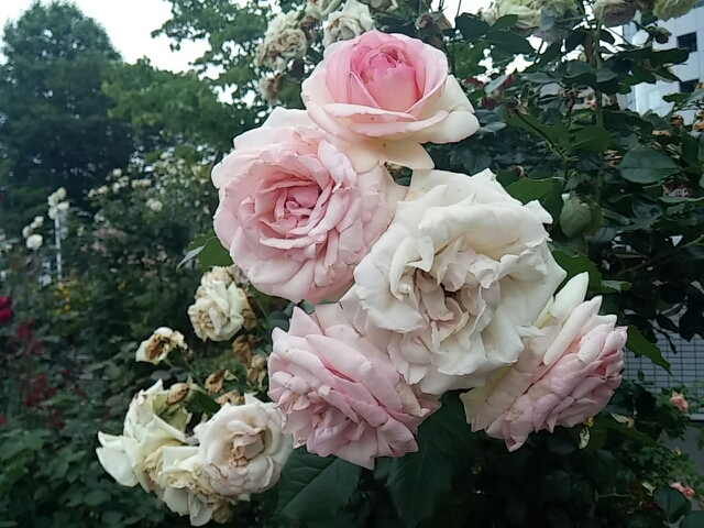 c0214190_8445331.jpg