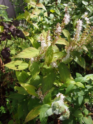 c0117007_21303210.jpg